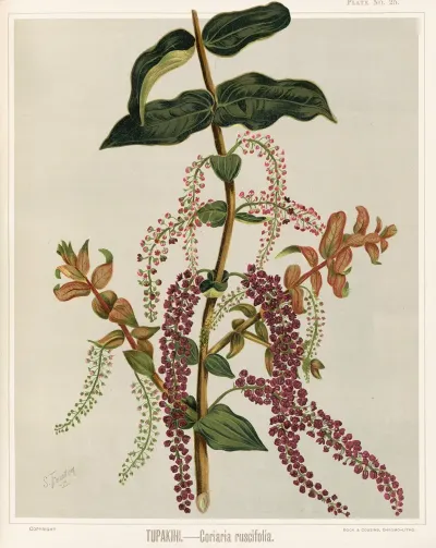 Tupakihi Coriaria Ruscifolia Plate 25
