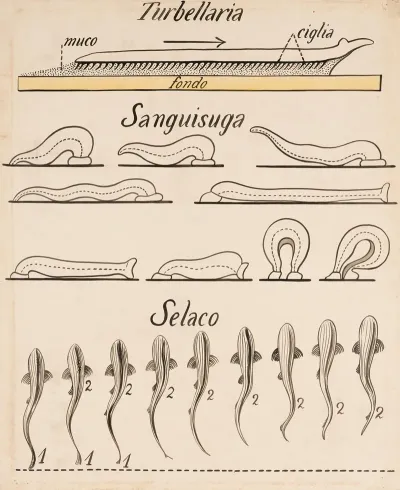 Turbellaria Sanguisuga Selachii