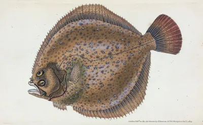 Turbot Pleuronectes Maximus