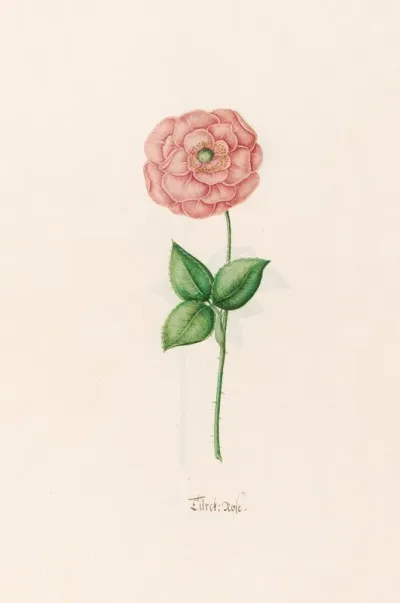 Turck Rose 2