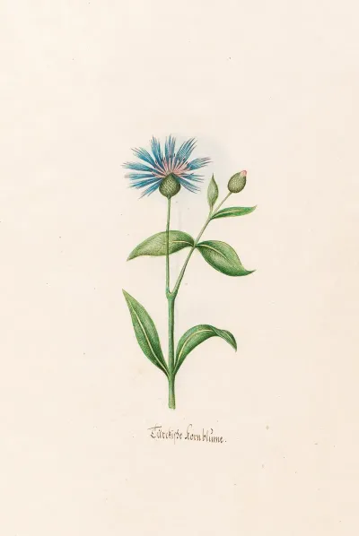 Turckishe Kornblume
