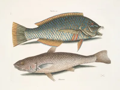 Turdus Alburnus Americanus The Carolina Whiting
