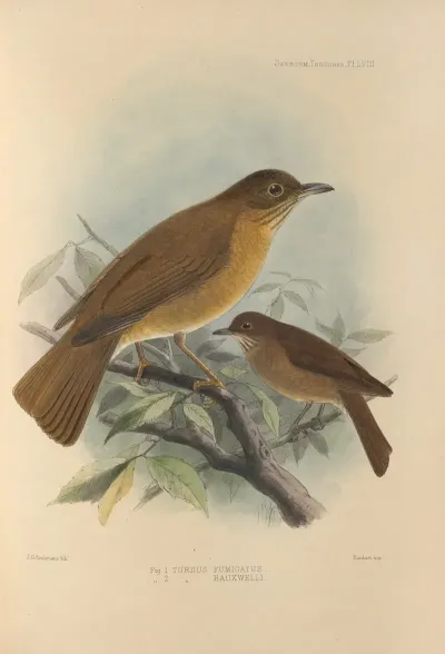 Turdus Fumigatus Turdus Hauxwelli