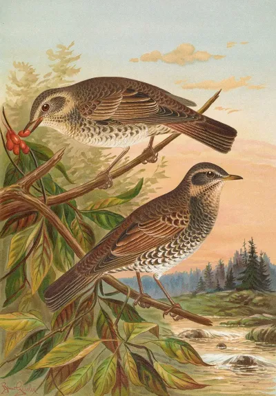 Turdus Fuscatus