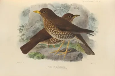 Turdus Herminieri Turdus Sanctae Luciae