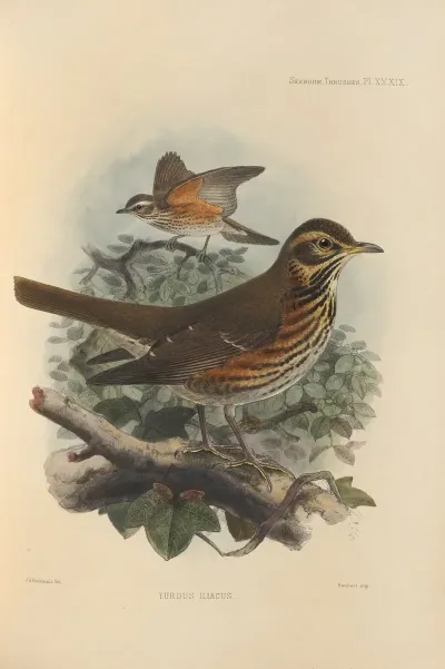 Turdus Iliacus 2