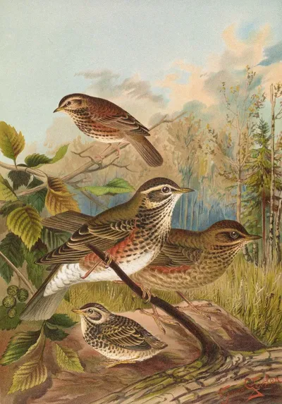 Turdus Iliacus