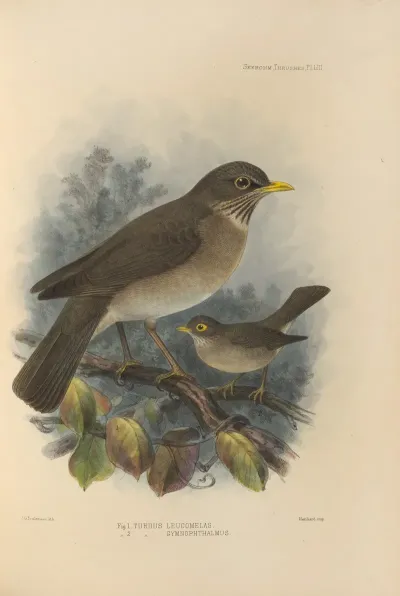 Turdus Leucomelas Turdus Gymnophthalmus