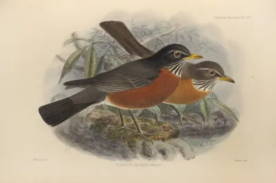 Turdus Migratorius 3
