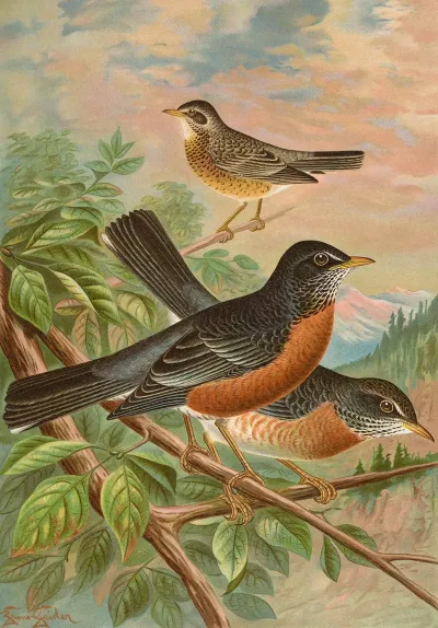 Turdus Migratorius