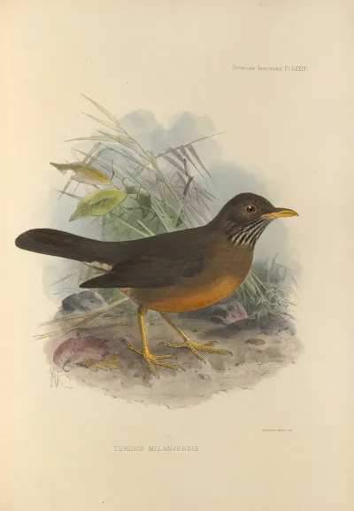 Turdus Milanjensis