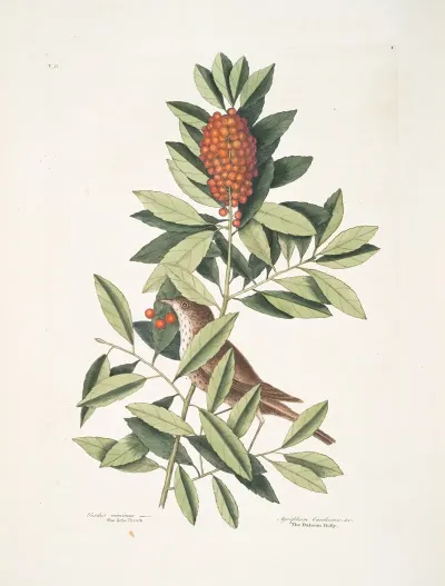 Turdus Minimus The Little Thruth Agrifolium Carolinense Foliis Dentatis Baccis Rubris The Dahoon Holly