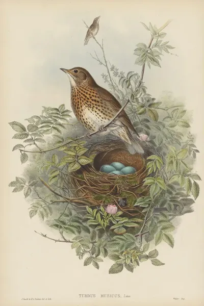 Turdus Musicus Thrush