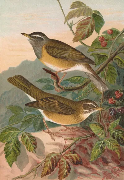 Turdus Obscurus