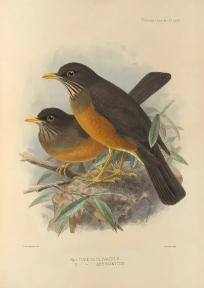 Turdus Olivaceus Abyssinicus