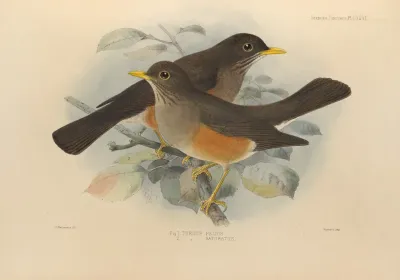 Turdus Pelios Turdus Saturatus