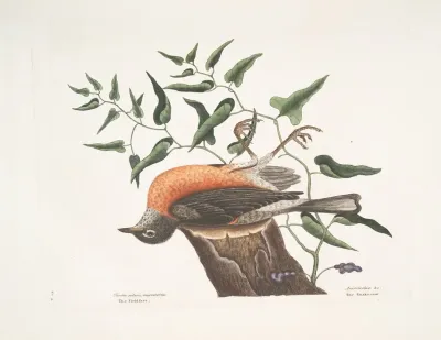 Turdus Pilaris Migratorius The Fieldlfare Of Carolina Aristolochia Pistolochia C The Snake Root Of Virginia