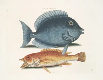 Turdus Rhomboidalis The Tang Turdus C The Yellow Fish