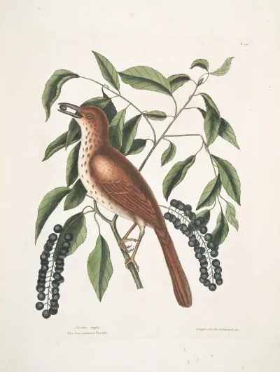 Turdus Ruffus The Fox Coloured Thruth Ceraso Similis Arbuscula C The Clusters Black Cherry