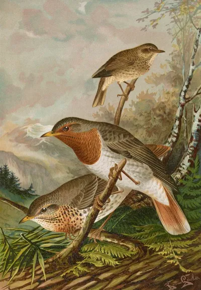 Turdus Ruficollis