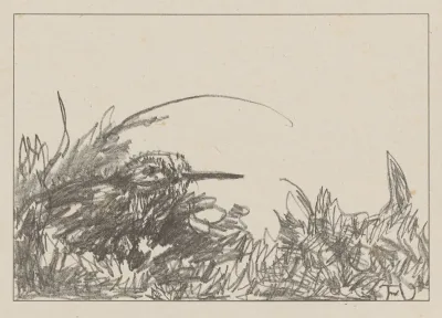Tureluur In Het Gras