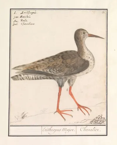 Tureluur Tringa Totanus