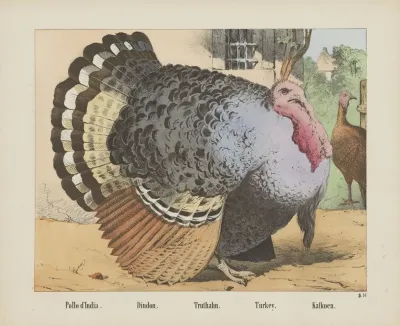 Turkey 10