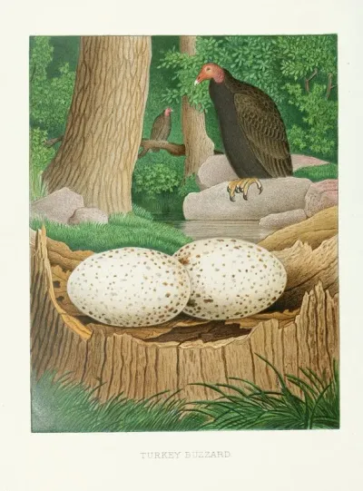 Turkey Buzzard