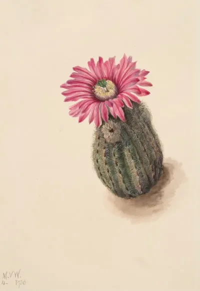 Turkeyhead Cactus Echinocerus Perbellus