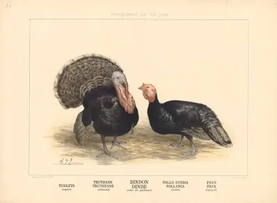 Turkeys 4