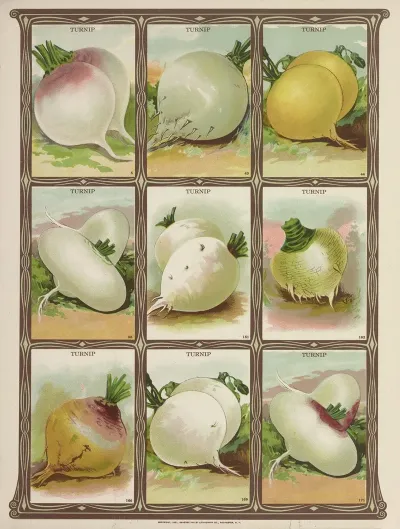 Turnip