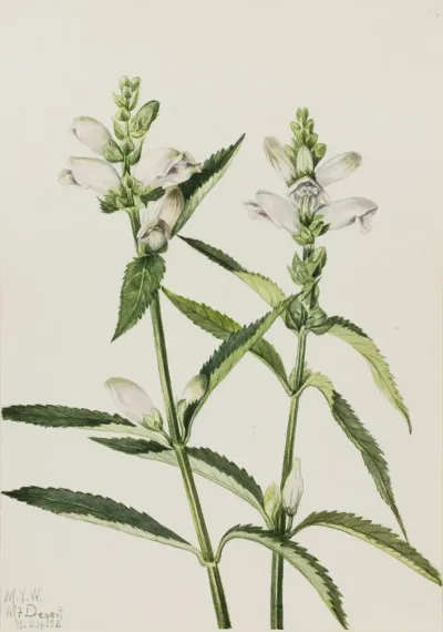 Turtlehead Chelone Glabra 2