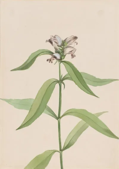 Turtlehead Chelone Glabra 3