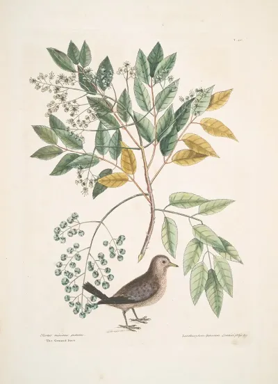 Turtur Minimus Guttatus The Ground Dove Zanthoxylum Spinosum Lentisci Foliis C The Pellitory Or Tooth Ach Tree