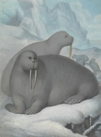 Tusked Walruses