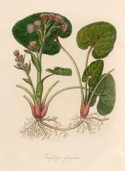 Tussilago Fragrans