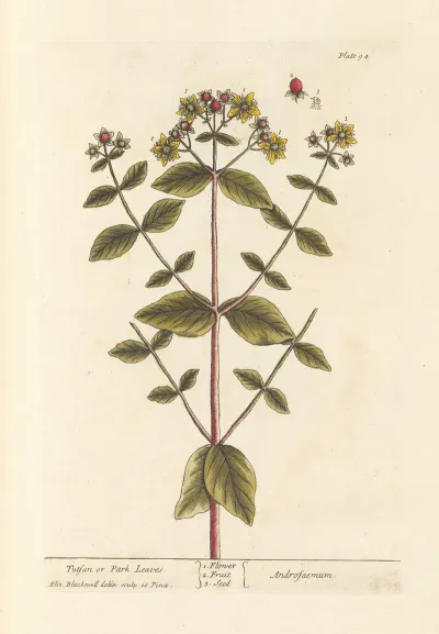 Tutsan Or Park Leaves