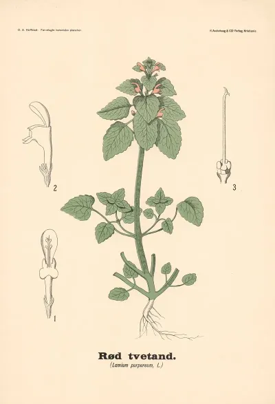 Tvetand Lamium Purpureum L