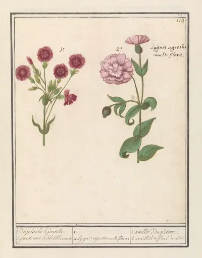 Twee Anjers Dianthus 1 Engelsche Gentille 2 Jenelle Met Dobbelbloemen