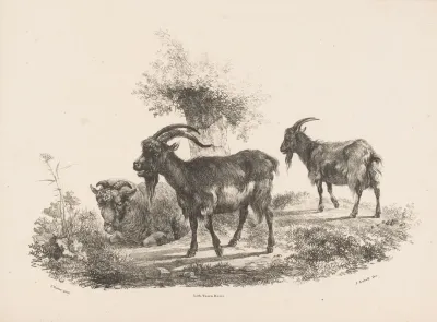 Twee Geiten En Een Schaap Bij Een Boom