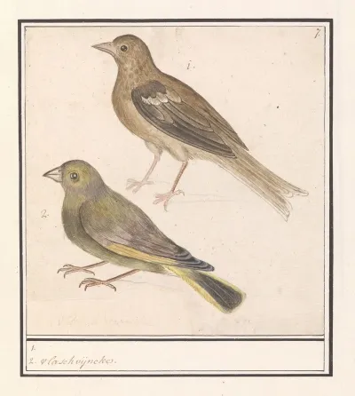 Twee Groenlingen Carduelis Chloris