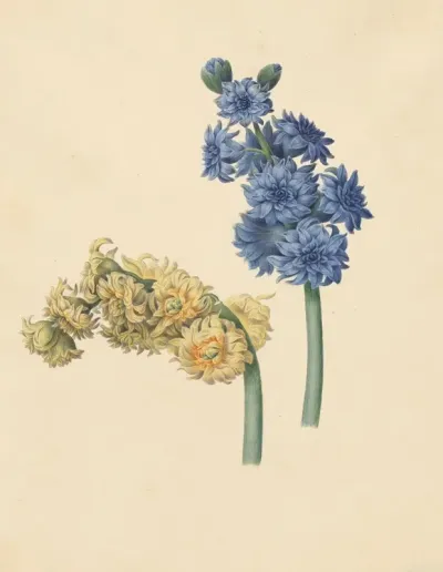 Twee Hyacinten