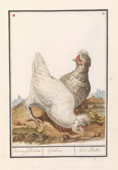 Twee Kippen Gallus Gallus Domesticus 2
