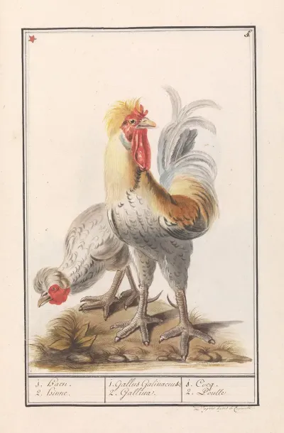 Twee Kippen Gallus Gallus Domesticus