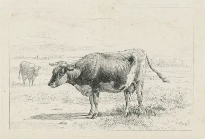 Twee Koeien In Een Weide