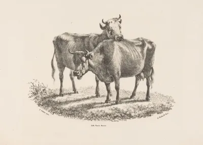 Twee Koeien