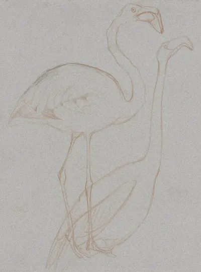Twee Studies Van Een Flamingo
