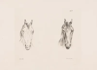 Twee Studies Van Een Paardenhoofd 2