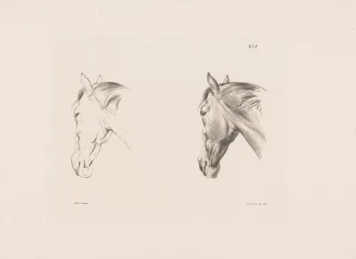 Twee Studies Van Een Paardenhoofd 3