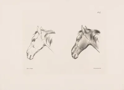 Twee Studies Van Een Paardenhoofd 4